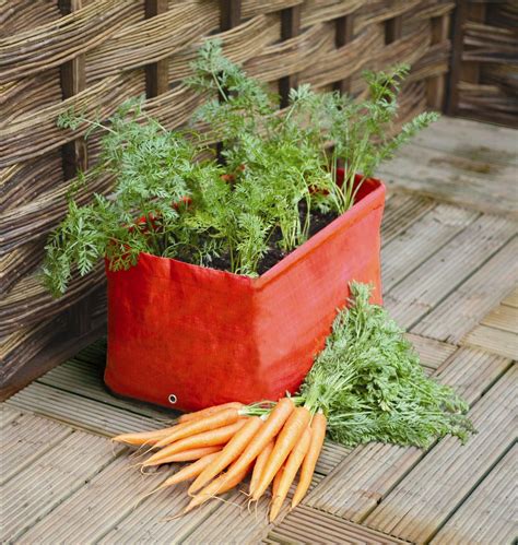 growing carrots in grow bags.